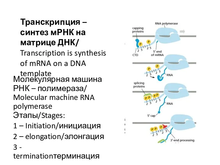 Молекулярная машина РНК – полимераза/ Molecular machine RNA polymerase Этапы/Stages: