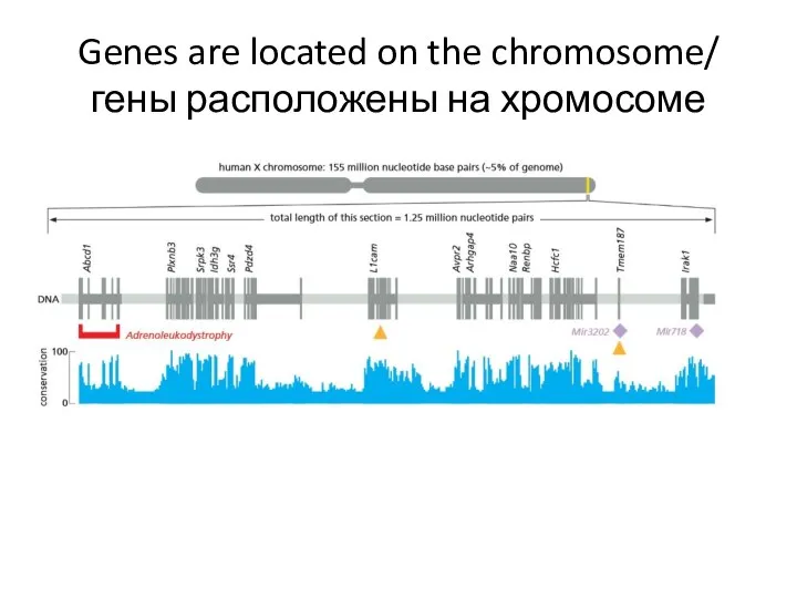 Genes are located on the chromosome/ гены расположены на хромосоме