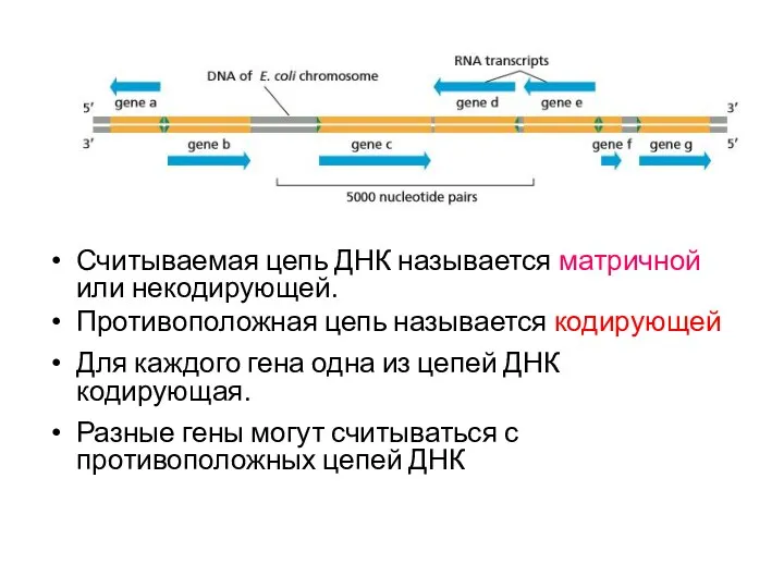 Считываемая цепь ДНК называется матричной или некодирующей. Противоположная цепь называется