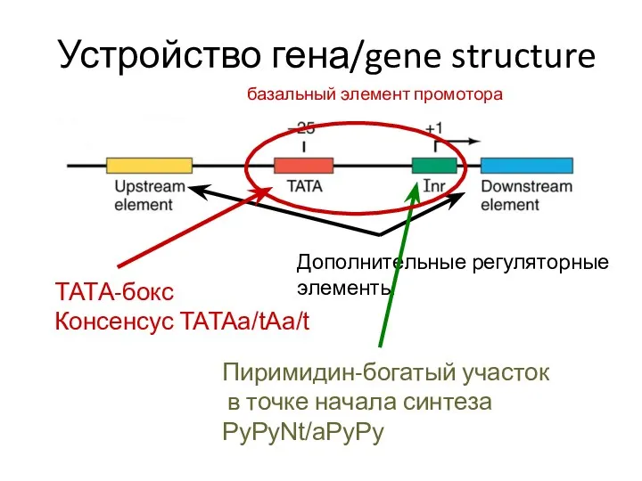 Устройство гена/gene structure