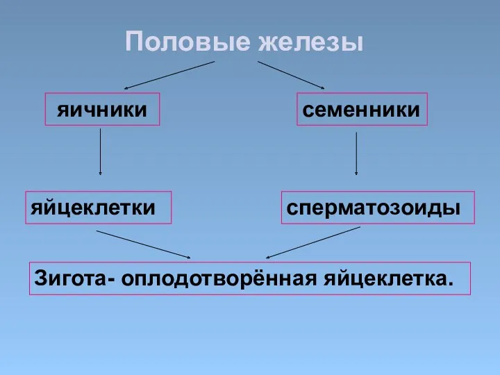 Половые железы яичники семенники яйцеклетки сперматозоиды Зигота- оплодотворённая яйцеклетка.