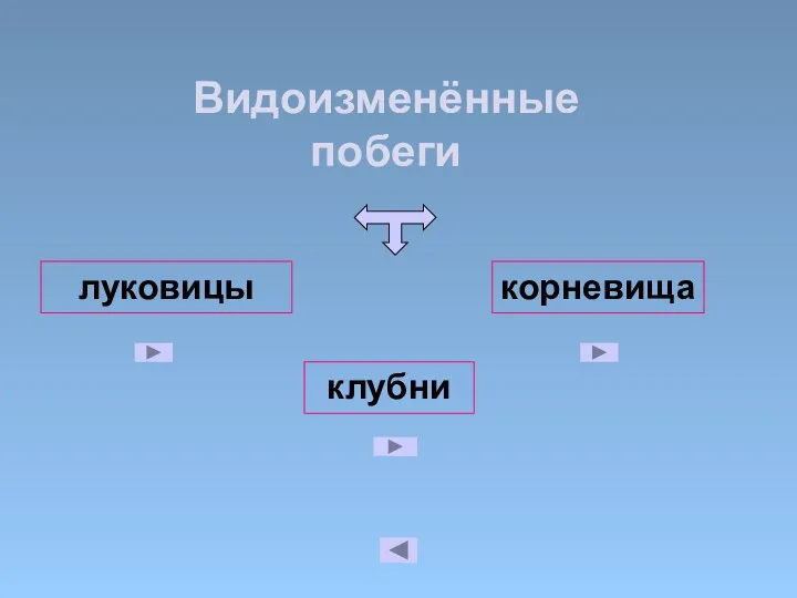 луковицы корневища клубни Видоизменённые побеги