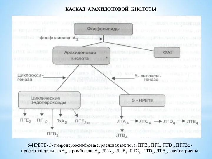 5-НРЕТЕ- 5- гидропероксиэйкозатетраеновая кислота; ПГЕ2, ПГI2, ПГD2, ПГF2α - простагландины;