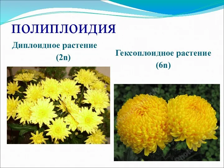 полиплоидия Диплоидное растение (2n) Гексоплоидное растение (6n)