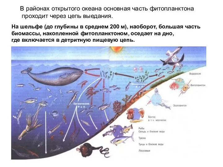 В районах открытого океана основная часть фитопланктона проходит через цепь выедания. На шельфе
