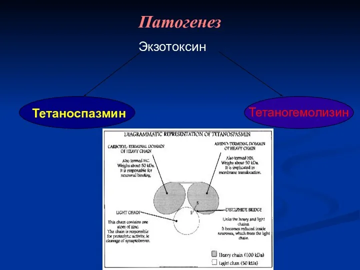 Патогенез Экзотоксин Тетаноспазмин Тетаногемолизин