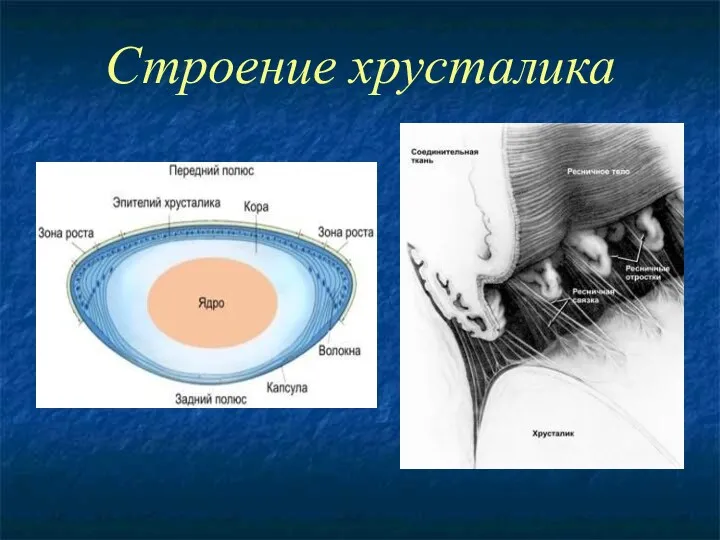 Строение хрусталика