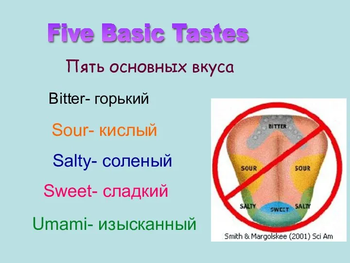 Salty- соленый Sweet- сладкий Sour- кислый Bitter- горький Пять основных вкуса Five Basic Tastes Umami- изысканный