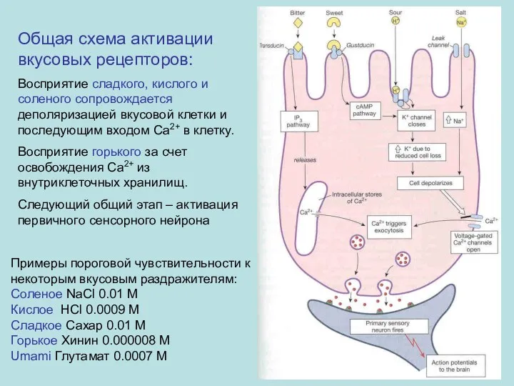 Общая схема активации вкусовых рецепторов: Восприятие сладкого, кислого и соленого