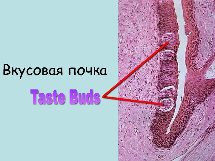 Taste Buds Вкусовая почка