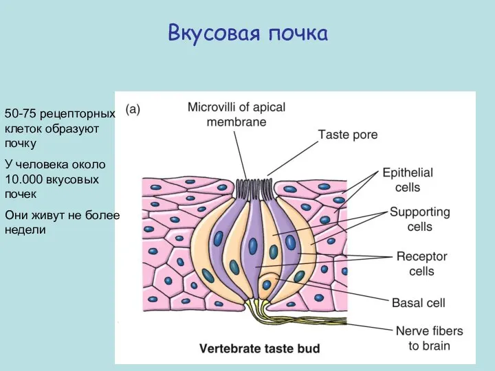 Вкусовая почка 50-75 рецепторных клеток образуют почку У человека около