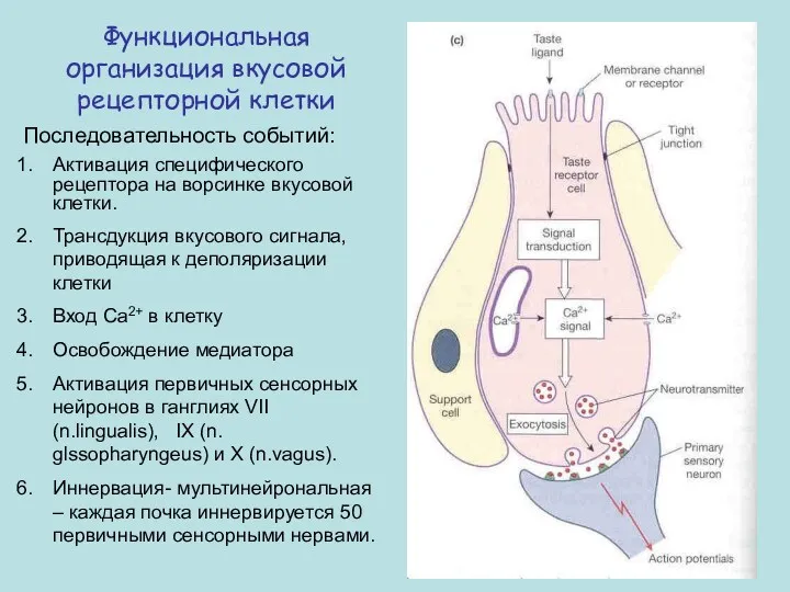 Функциональная организация вкусовой рецепторной клетки Последовательность событий: Активация специфического рецептора