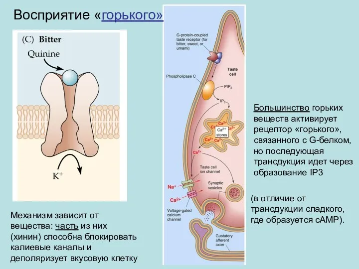 Механизм зависит от вещества: часть из них (хинин) способна блокировать