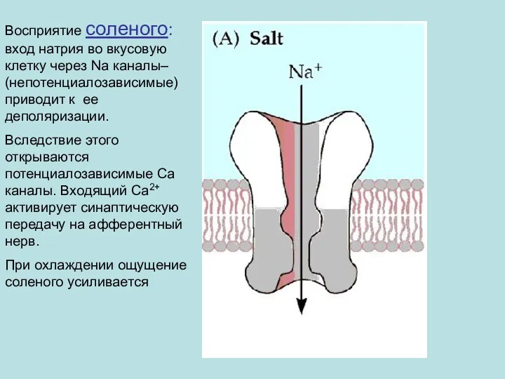 Восприятие соленого: вход натрия во вкусовую клетку через Na каналы–