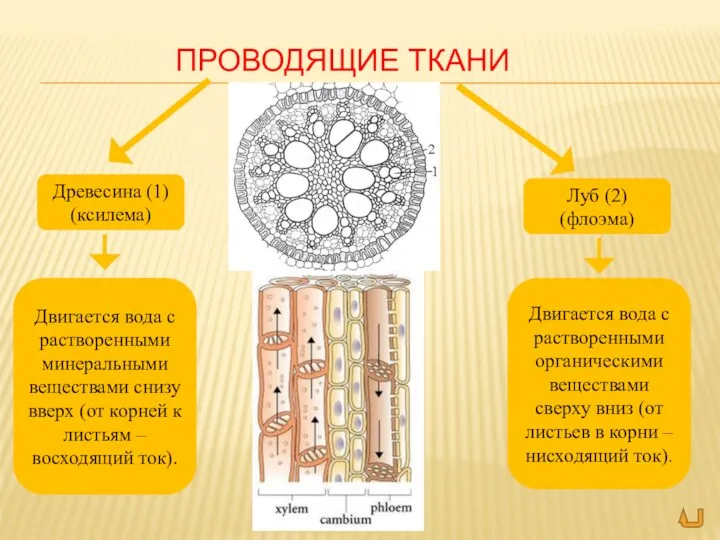 ПРОВОДЯЩИЕ ТКАНИ Древесина (1) (ксилема) Луб (2) (флоэма) Двигается вода