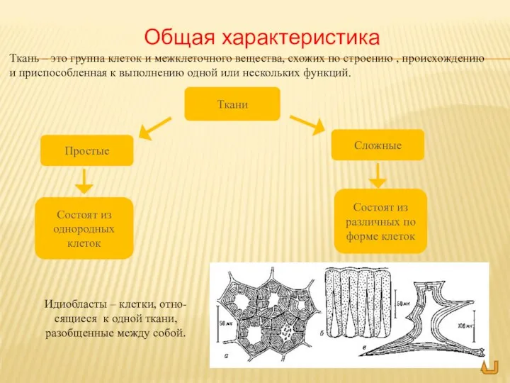 Текст Ткань – это группа клеток и межклеточного вещества, схожих