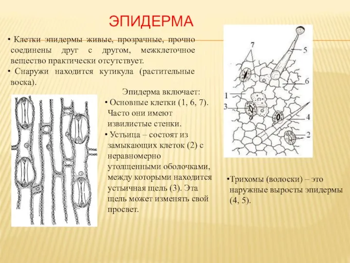 ЭПИДЕРМА Клетки эпидермы живые, прозрачные, прочно соединены друг с другом,
