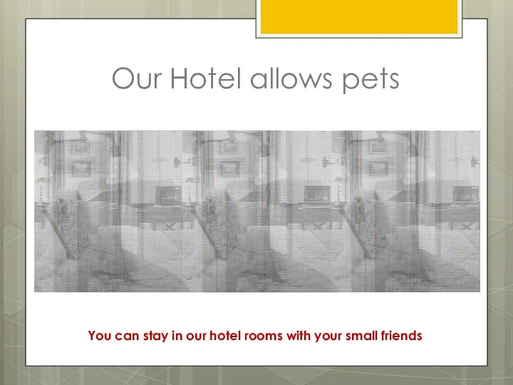 Our Hotel allows pets You can stay in our hotel rooms with your small friends