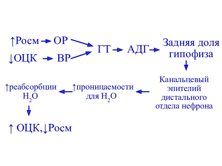 ↑Росм ОР ↓ОЦК ВР ГТ АДГ Задняя доля гипофиза Канальцевый