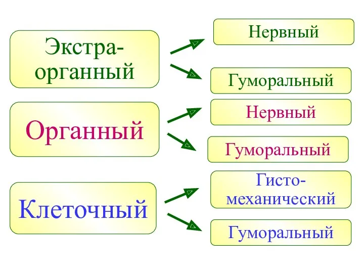 Экстра- органный Нервный Гуморальный Органный Нервный Гуморальный Клеточный Гисто- механический Гуморальный