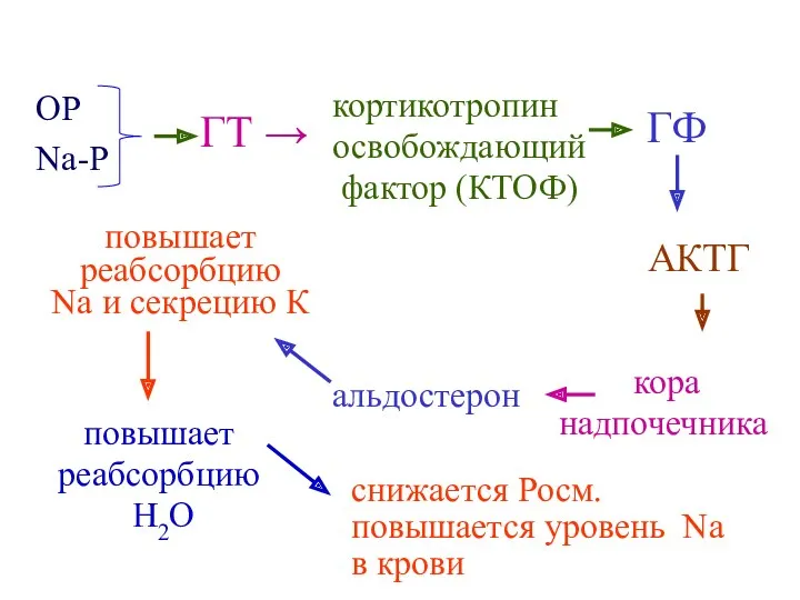 ОР Na-Р ГТ → кортикотропин освобождающий фактор (КТОФ) ГФ АКТГ