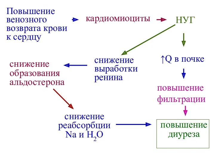 Повышение венозного возврата крови к сердцу кардиомиоциты НУГ ↑Q в