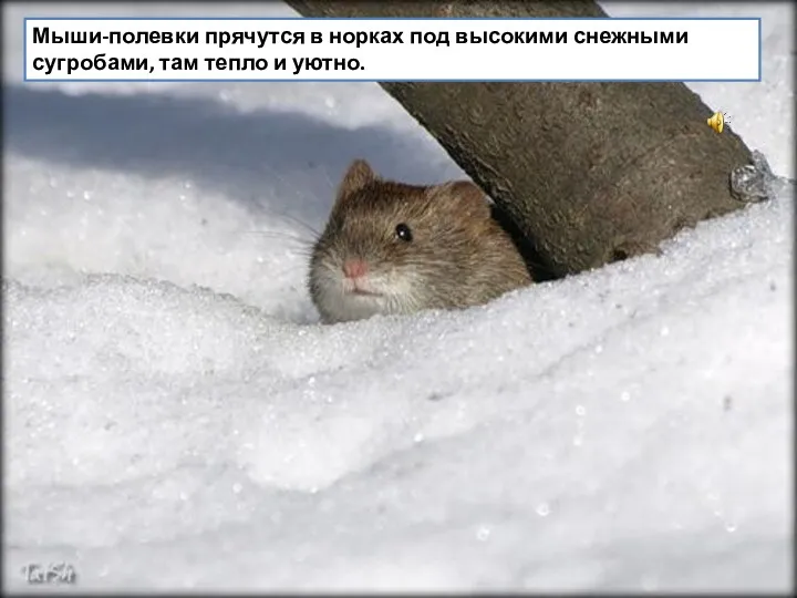 Мыши-полевки прячутся в норках под высокими снежными сугробами, там тепло и уютно.