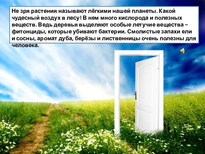 Не зря растения называют лёгкими нашей планеты. Какой чудесный воздух