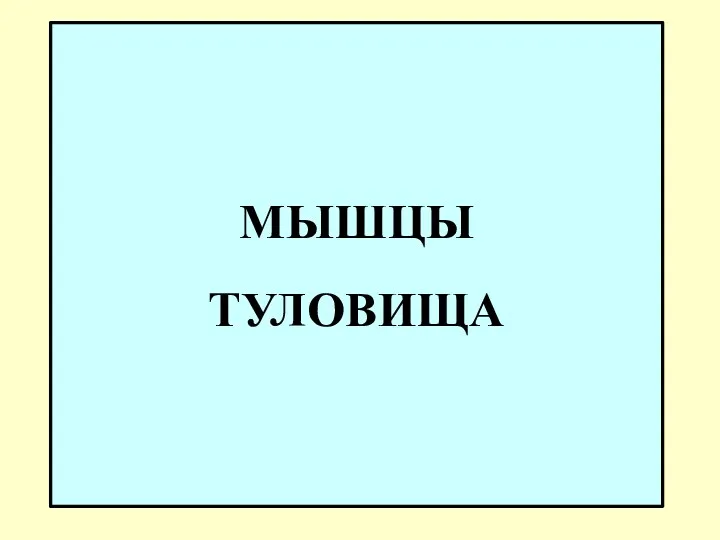 МЫШЦЫ ТУЛОВИЩА