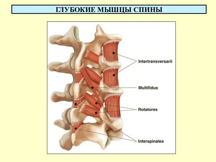 ГЛУБОКИЕ МЫШЦЫ СПИНЫ