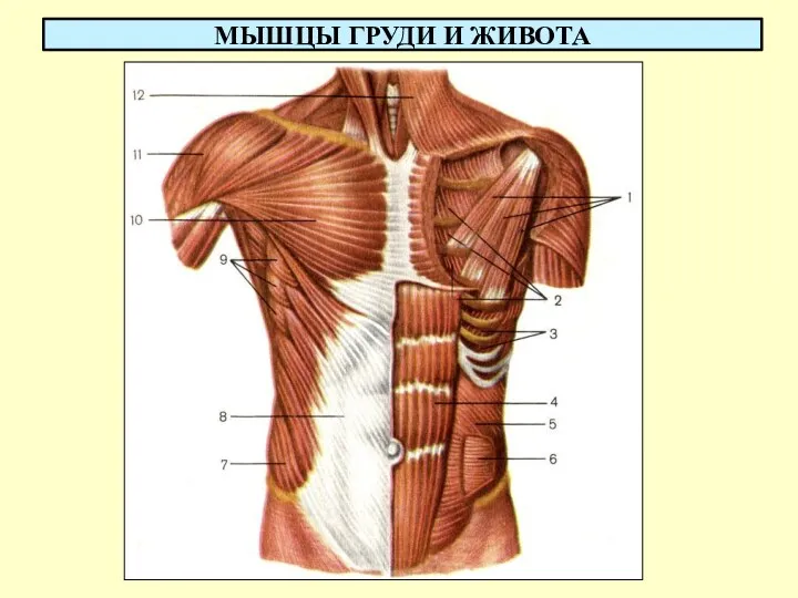 МЫШЦЫ ГРУДИ И ЖИВОТА