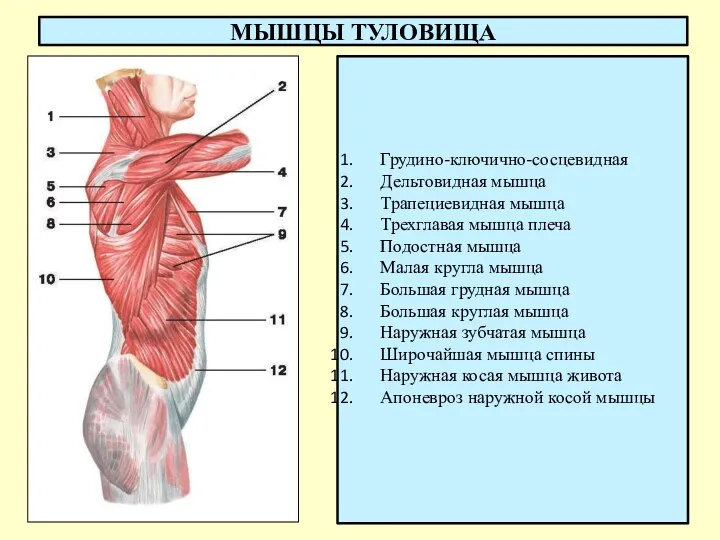 МЫШЦЫ ТУЛОВИЩА Грудино-ключично-сосцевидная Дельтовидная мышца Трапециевидная мышца Трехглавая мышца плеча