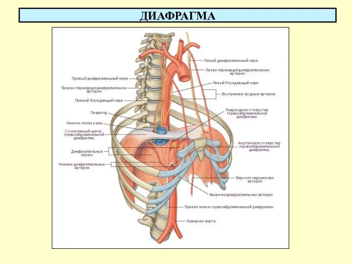 ДИАФРАГМА