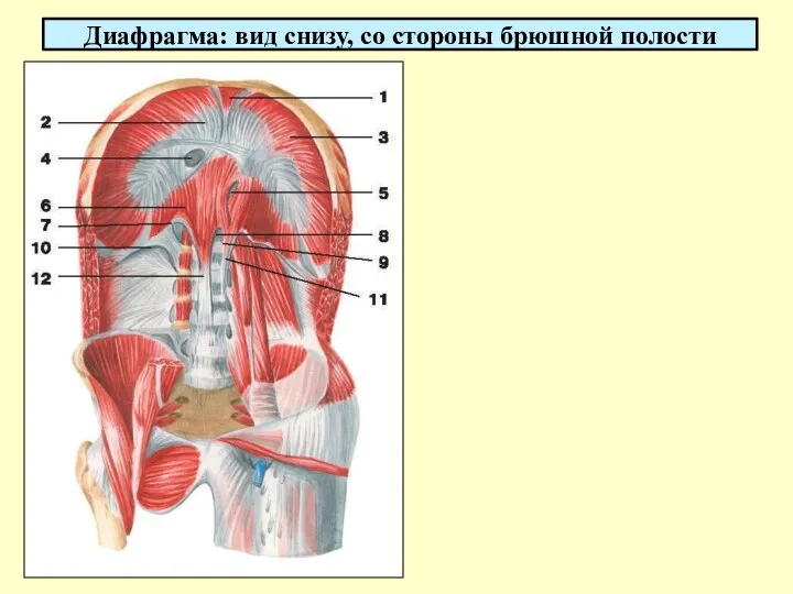 Диафрагма: вид снизу, со стороны брюшной полости