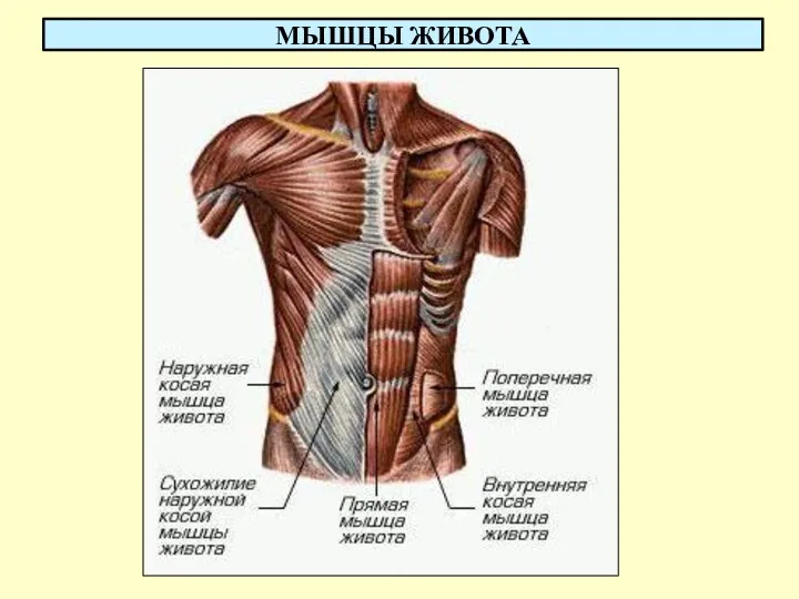 МЫШЦЫ ЖИВОТА