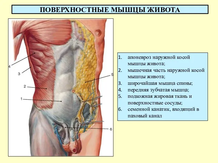 ПОВЕРХНОСТНЫЕ МЫШЦЫ ЖИВОТА апоневроз наружной косой мышцы живота; мышечная часть