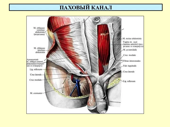 ПАХОВЫЙ КАНАЛ