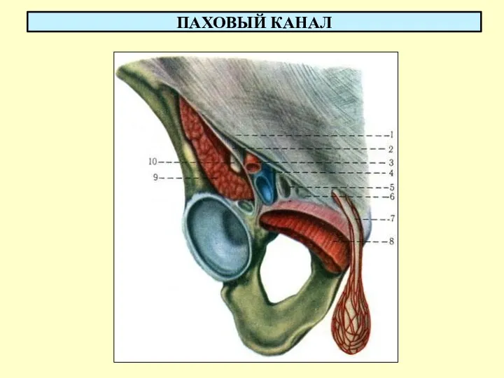 ПАХОВЫЙ КАНАЛ