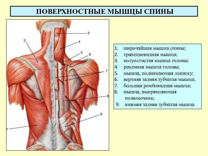 ПОВЕРХНОСТНЫЕ МЫШЦЫ СПИНЫ широчайшая мышца спины; трапециевидная мышца; полуостистая мышца