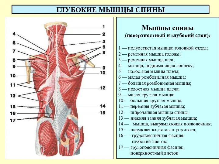 ГЛУБОКИЕ МЫШЦЫ СПИНЫ Мышцы спины (поверхностный и глубокий слои): 1