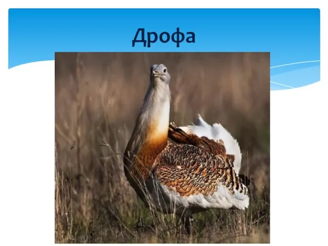 Дрофа