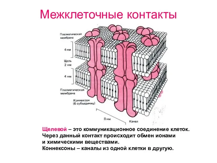 Межклеточные контакты Щелевой – это коммуникационное соединение клеток. Через данный