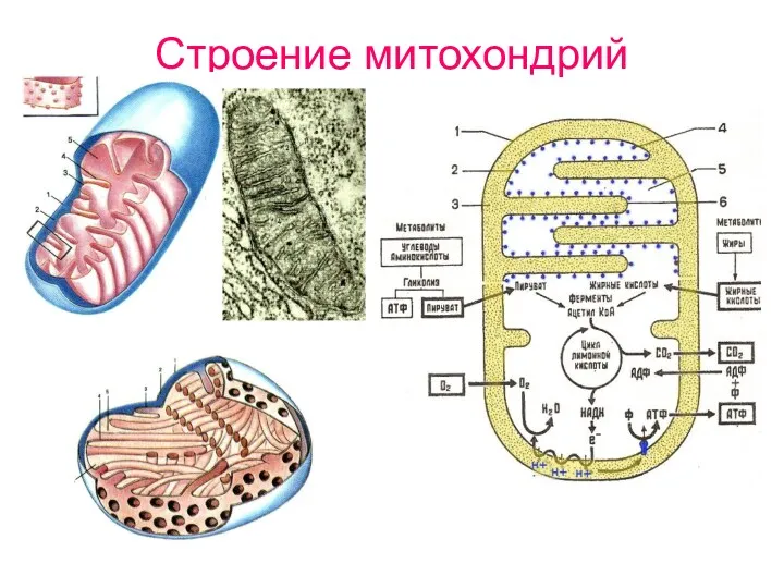 Строение митохондрий