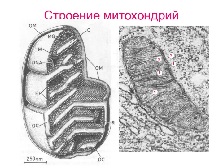 Строение митохондрий