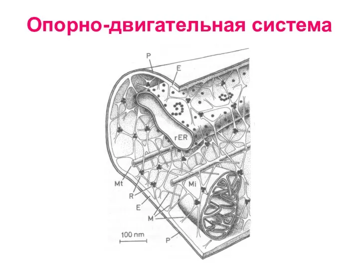 Опорно-двигательная система клетки