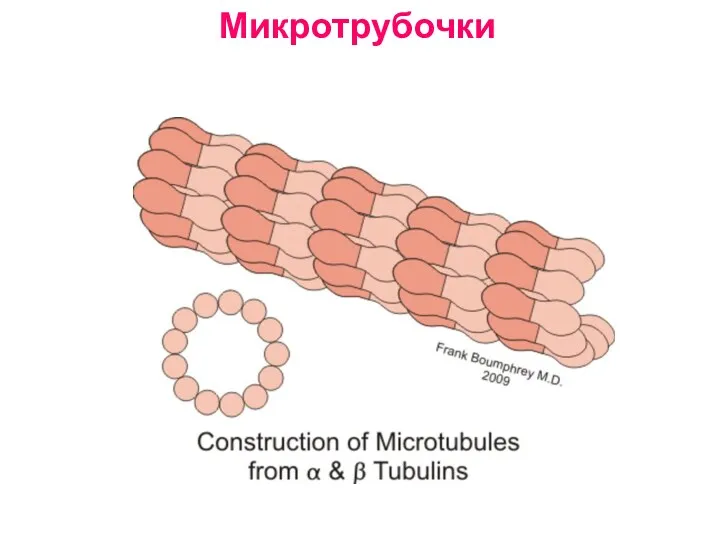 Микротрубочки