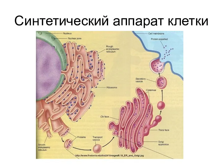 Синтетический аппарат клетки