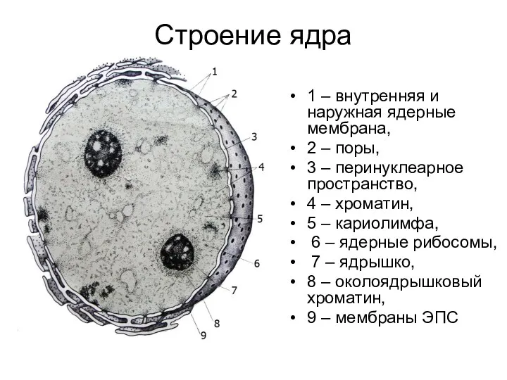 Строение ядра 1 – внутренняя и наружная ядерные мембрана, 2