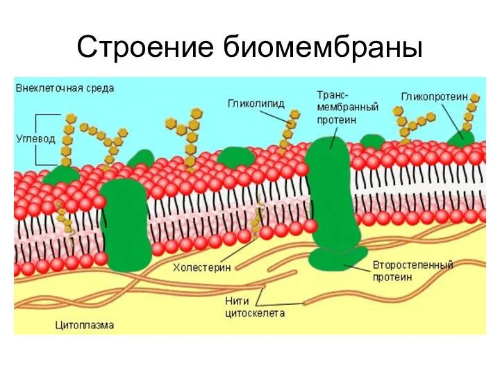 Строение биомембраны