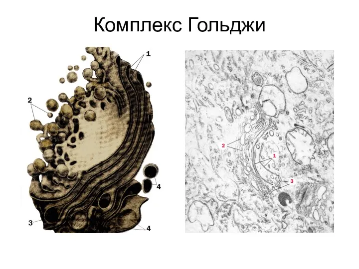 Комплекс Гольджи